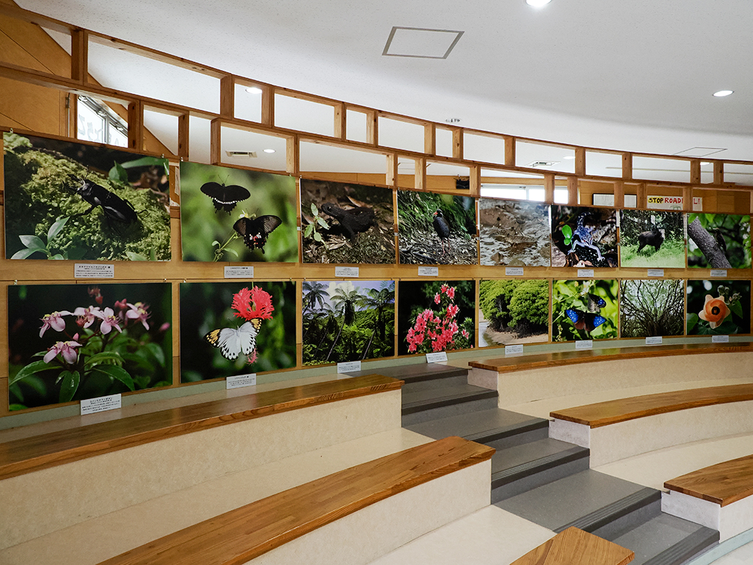 ヤンバルクイナの日