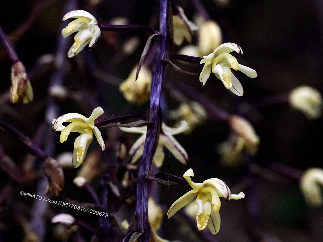タネガシマムヨウラン