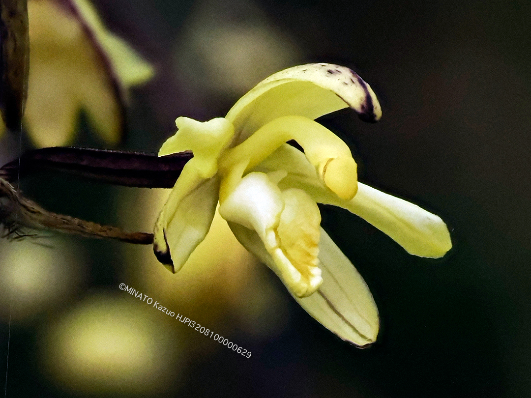 タネガシマムヨウラン