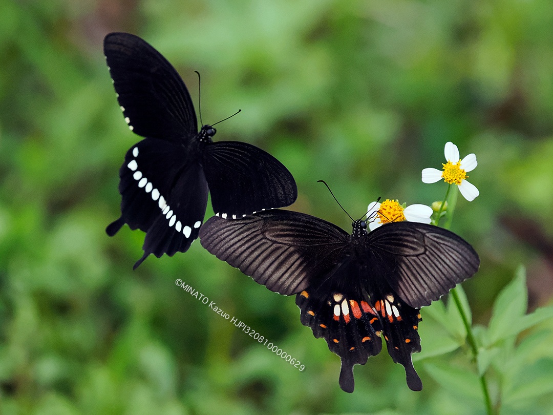 シロオビアゲハ求愛行動