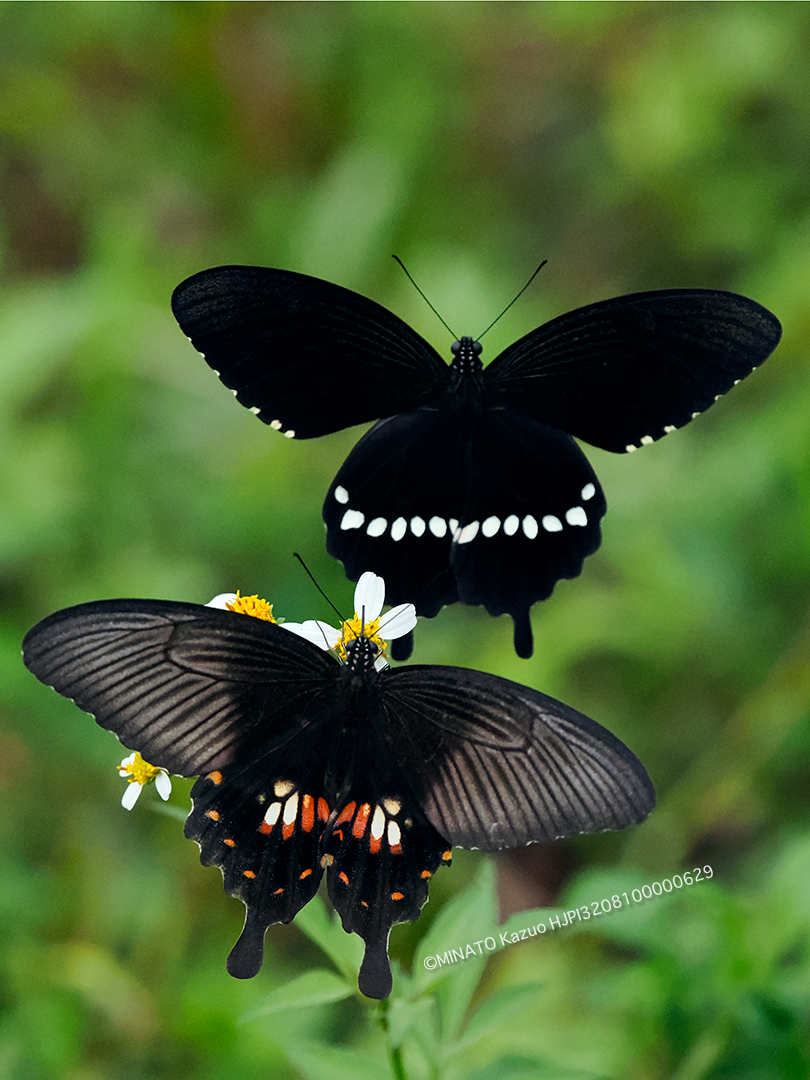シロオビアゲハ求愛行動