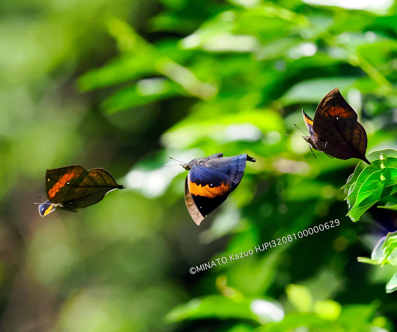 コノハチョウ飛翔