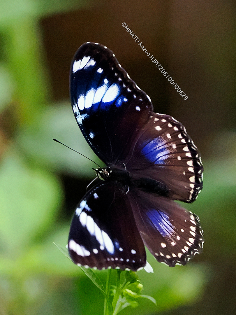 リュウキュウムラサキ・フィリピン型雌
