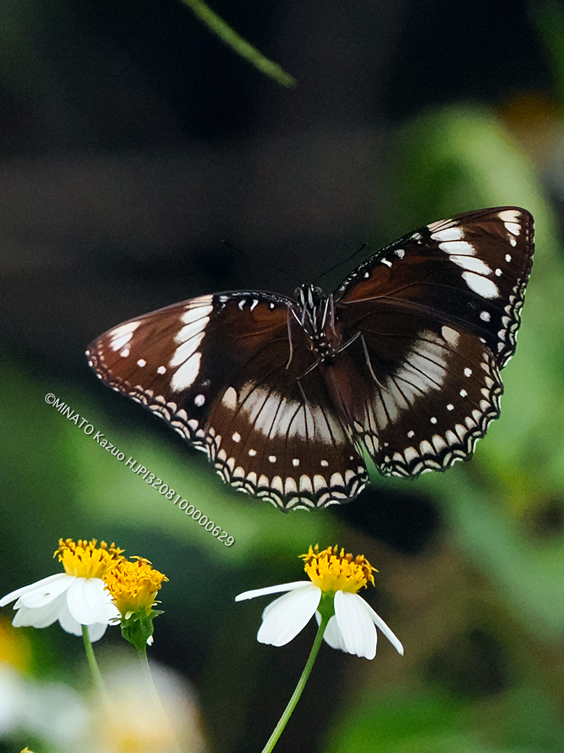 リュウキュウムラサキ・フィリピン型雌