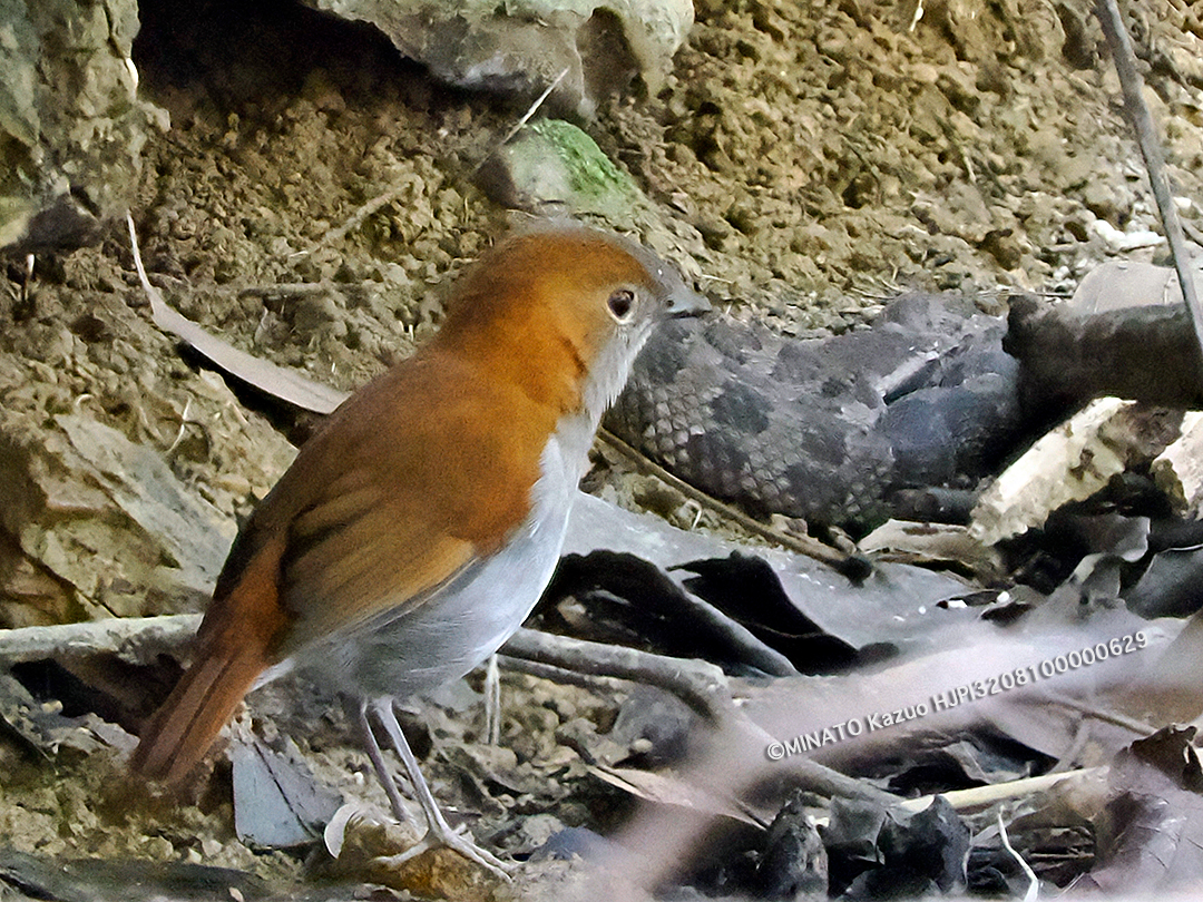 ホントウアカヒゲ雌