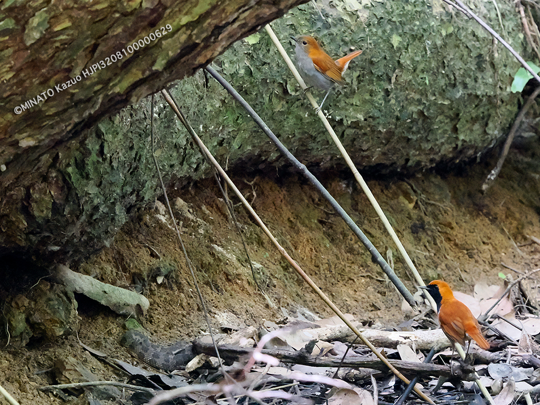 ホントウアカヒゲ雌雄