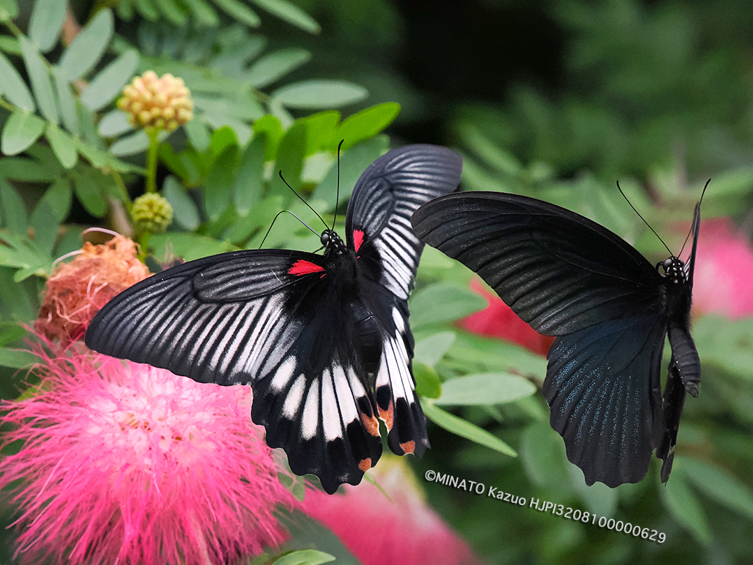 ナガサキアゲハ求愛
