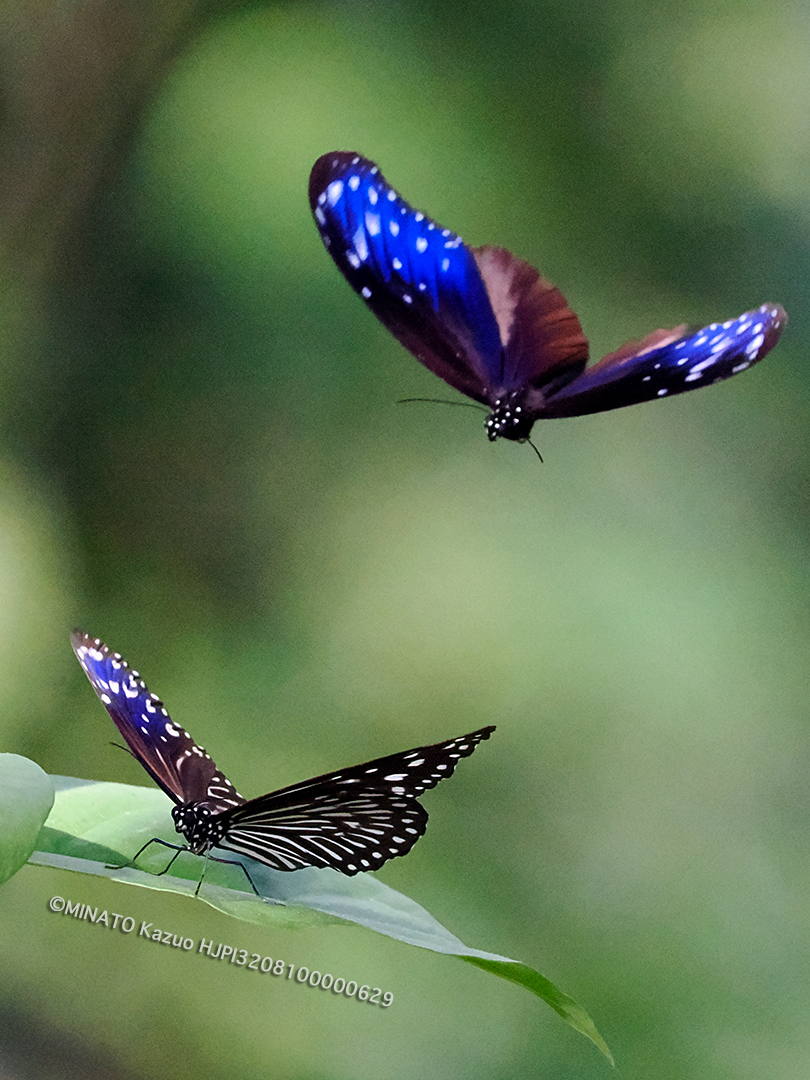 ツマムラサキマダラ求愛