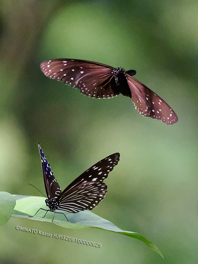 ツマムラサキマダラ求愛