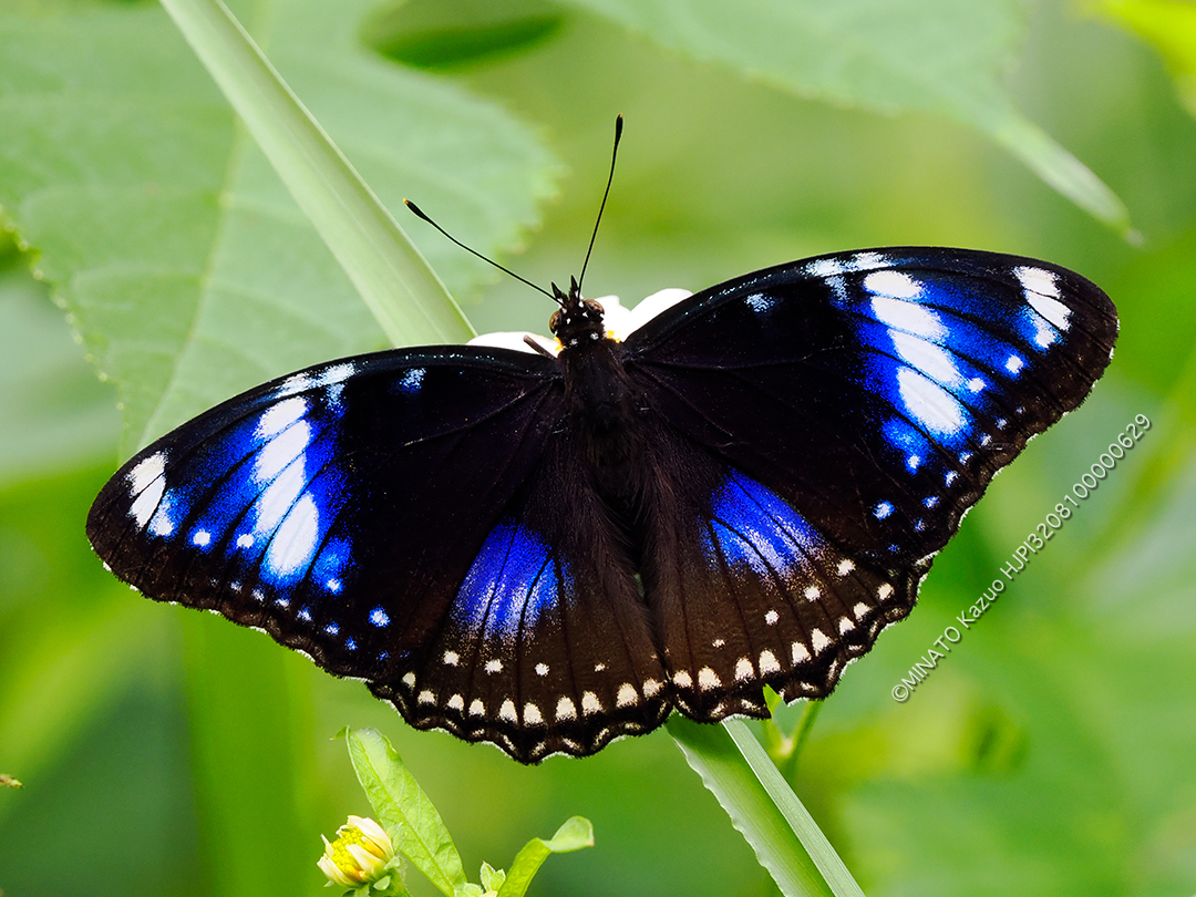 リュウキュウムラサキ・フィリピン型雌