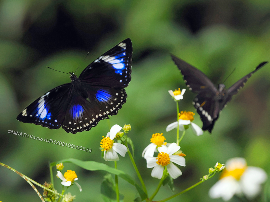 リュウキュウムラサキ・フィリピン型雌