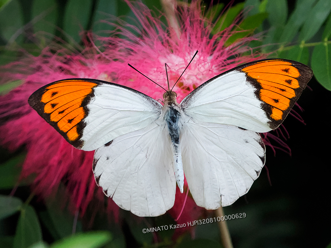 ツマベニチョウ
