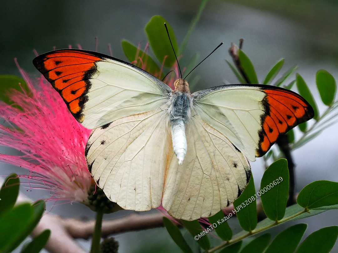 ツマベニチョウ