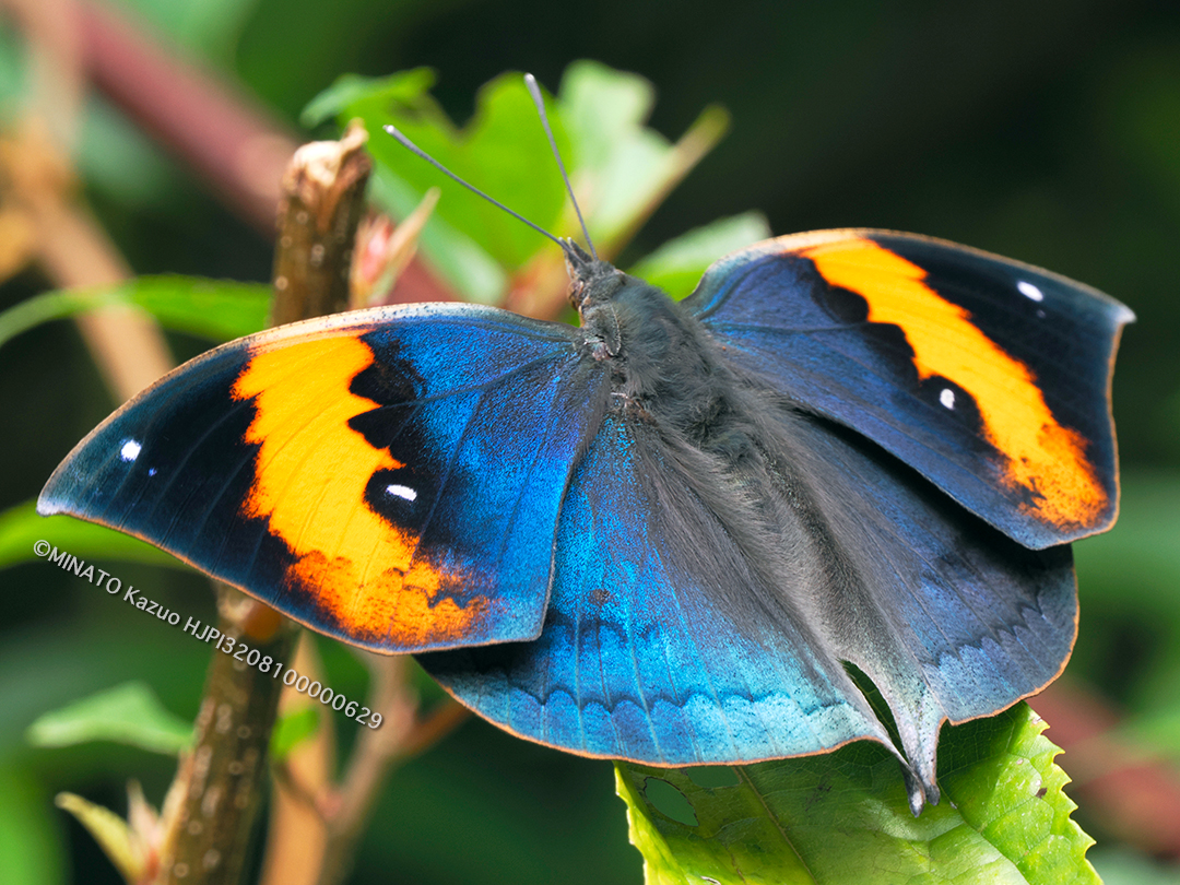 コノハチョウ・ハイレゾ撮影