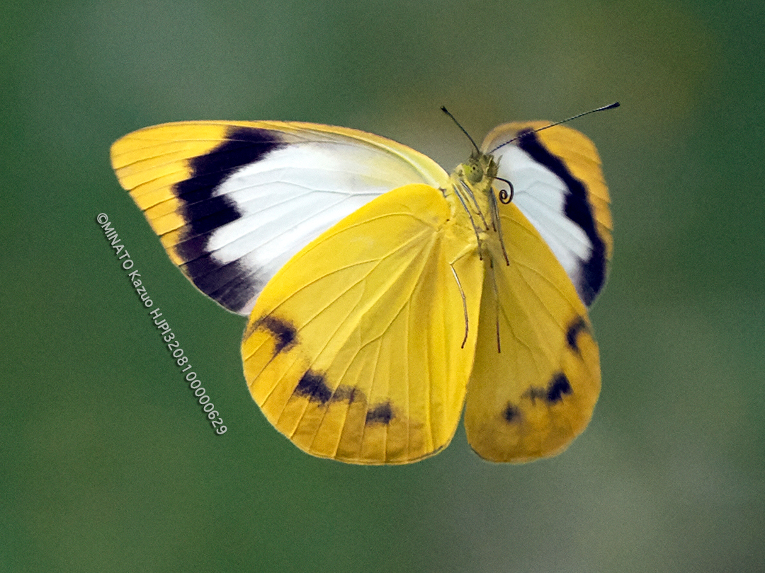 ナミエシロチョウ雌