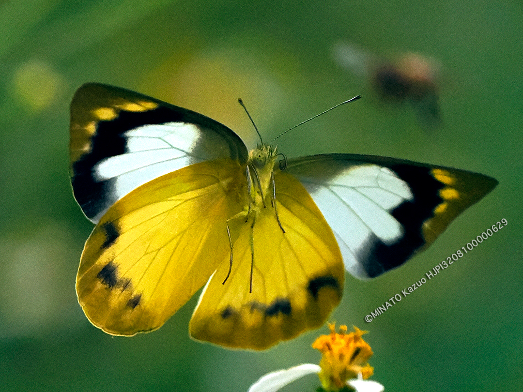 ナミエシロチョウ雌