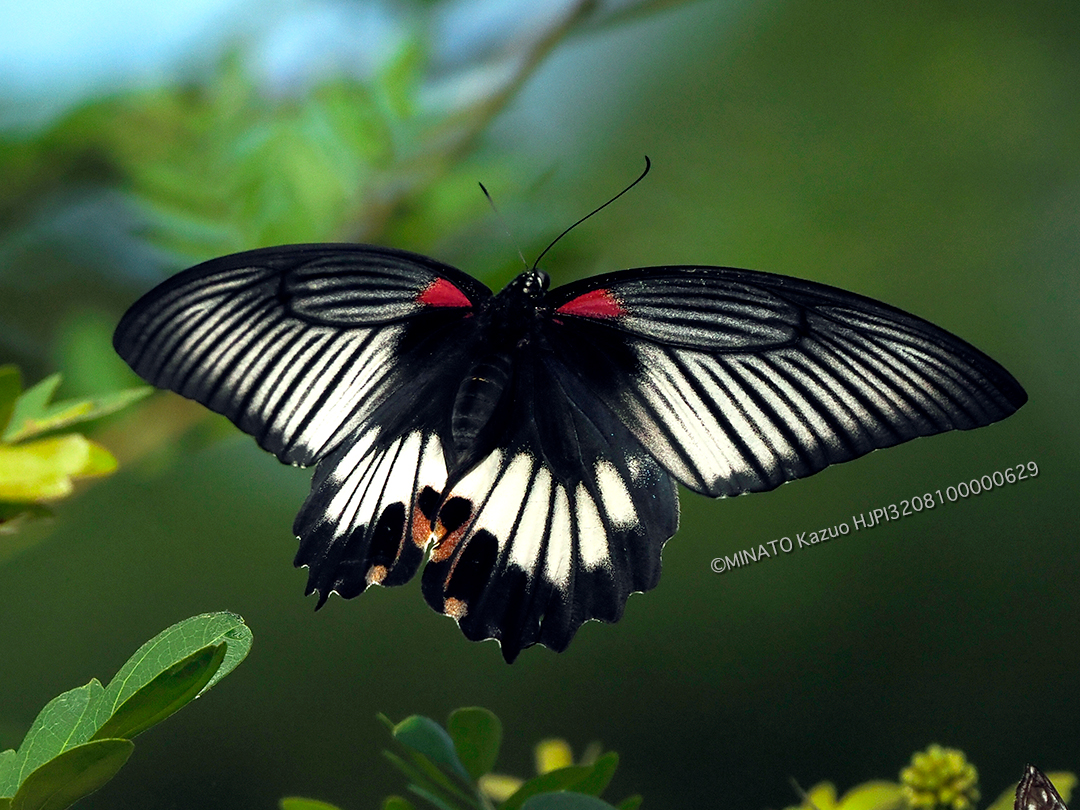 ナガサキアゲハ雌