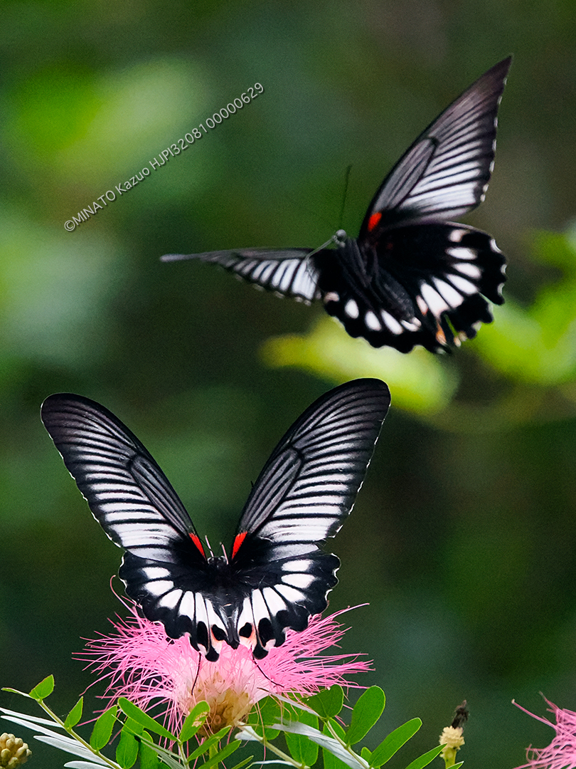 ナガサキアゲハ雌