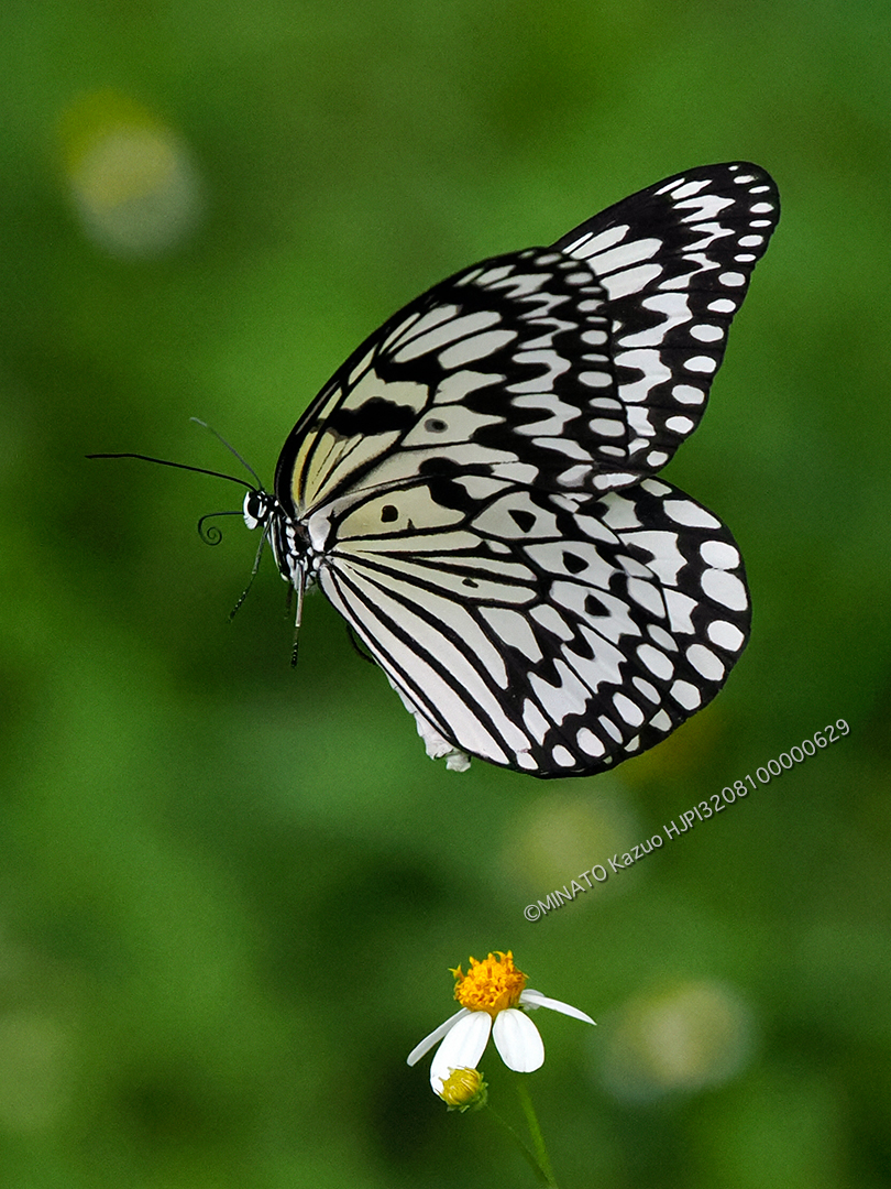 オオフゴマダラ