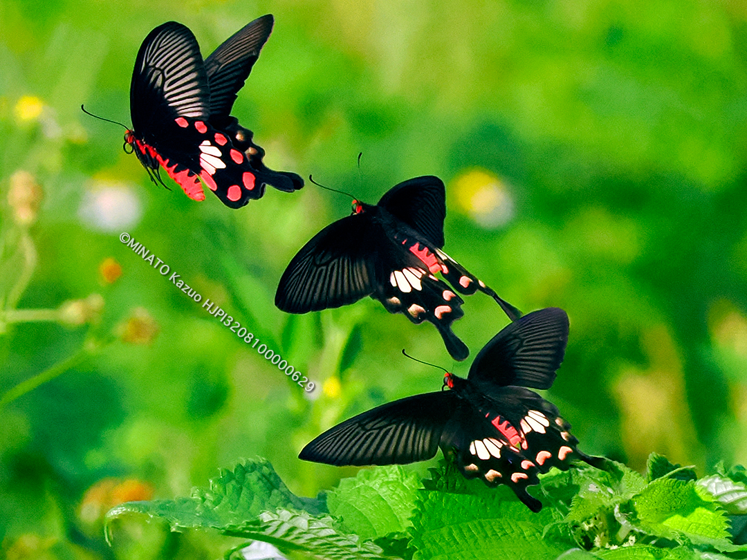 ベニモンアゲハ（3カット合成）