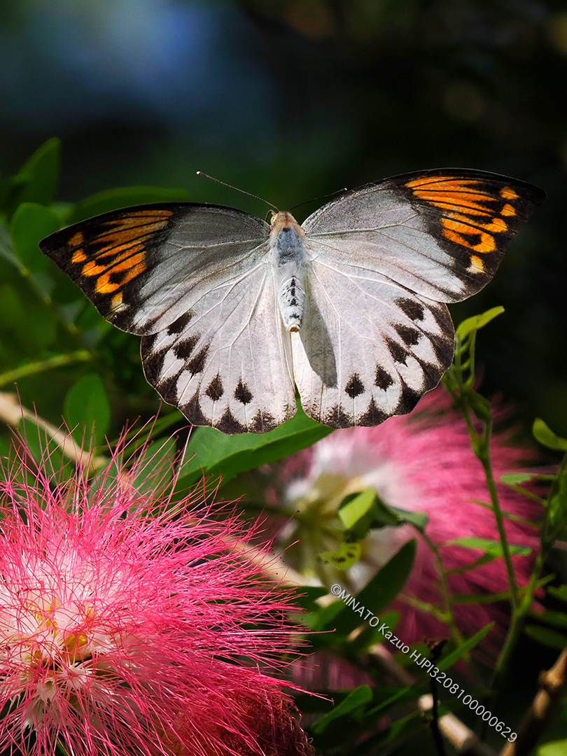 ツマベニチョウ雌