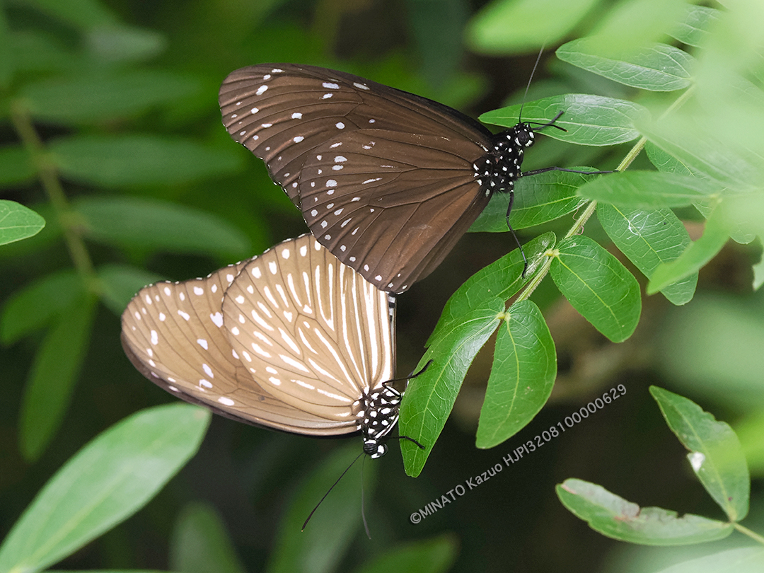 ツマムラサキマダラ交尾ペア
