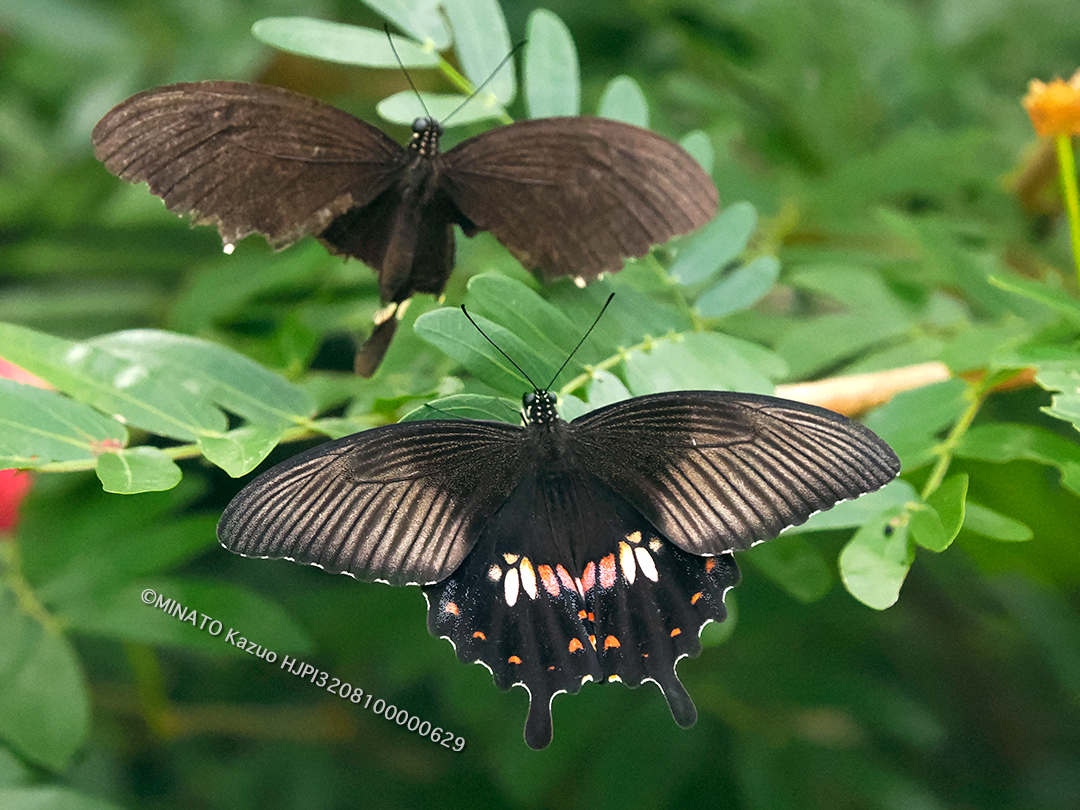 シロオビアゲハ求愛行動