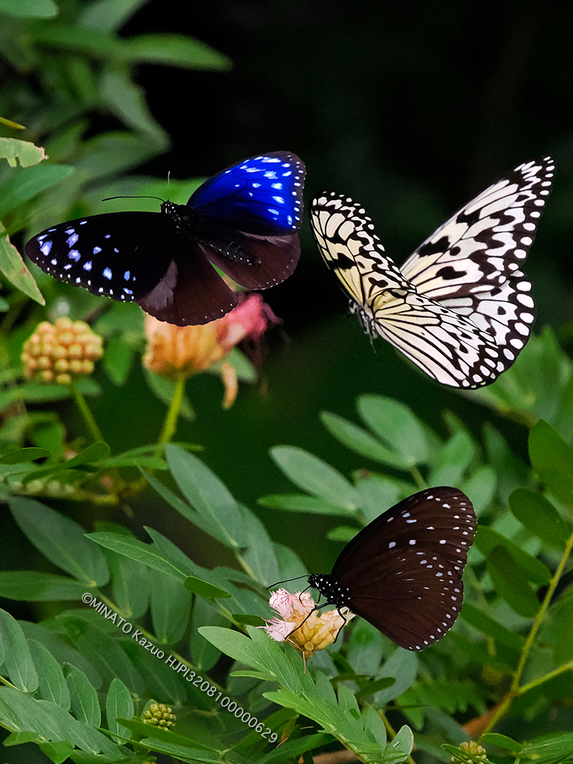 マダラチョウ2種