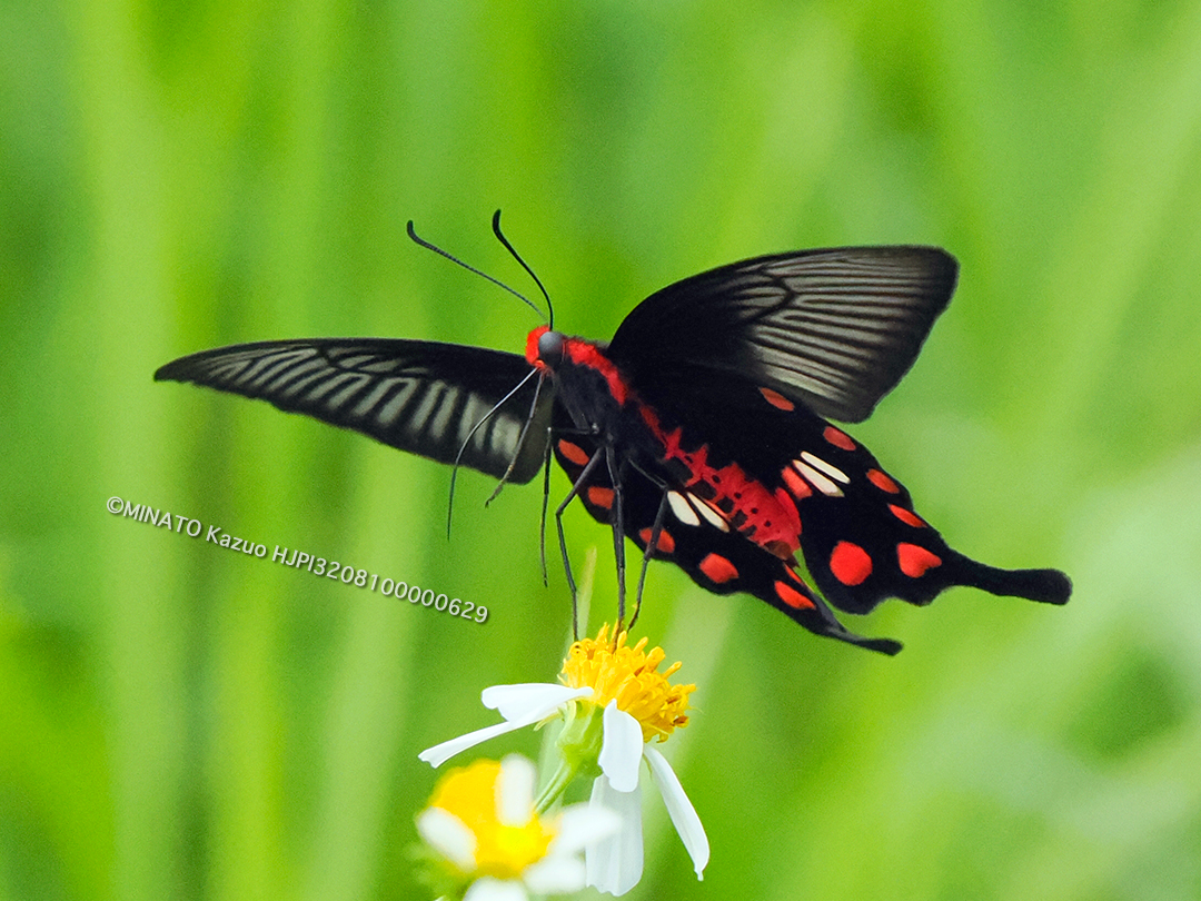 ベニモンアゲハ