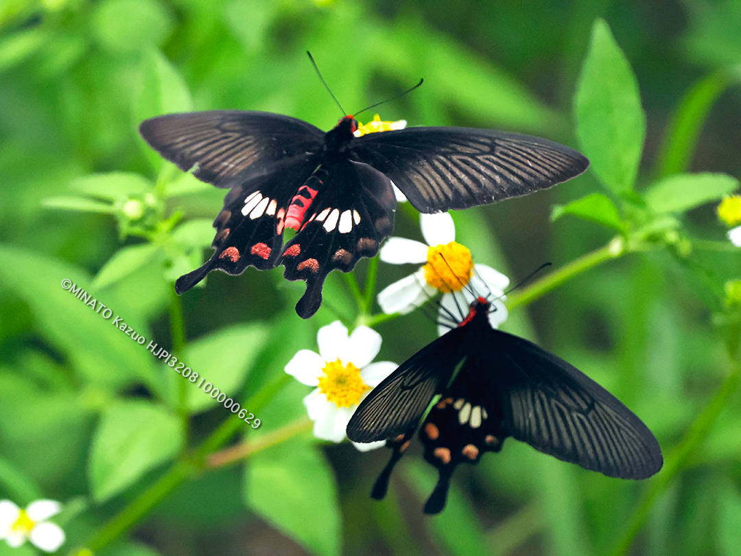 ベノモンアゲアハ