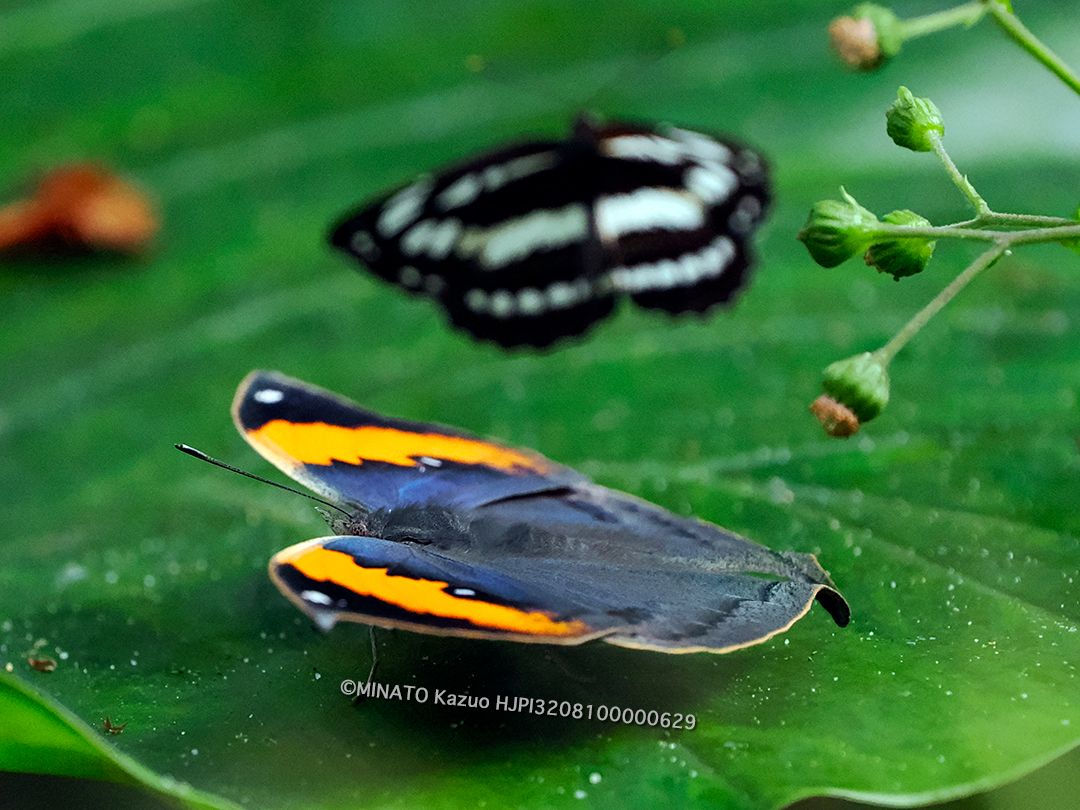 コノハチョウとリュウキュウミスジ