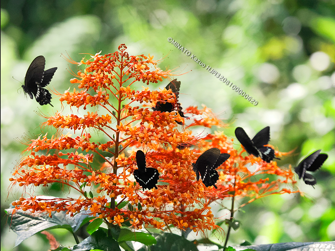 シロオビアゲハ