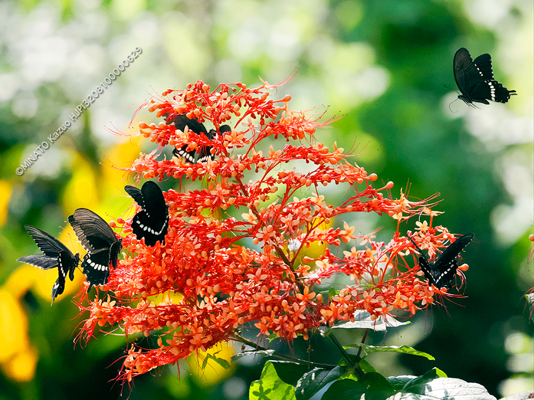 シロオビアゲハ求愛行動