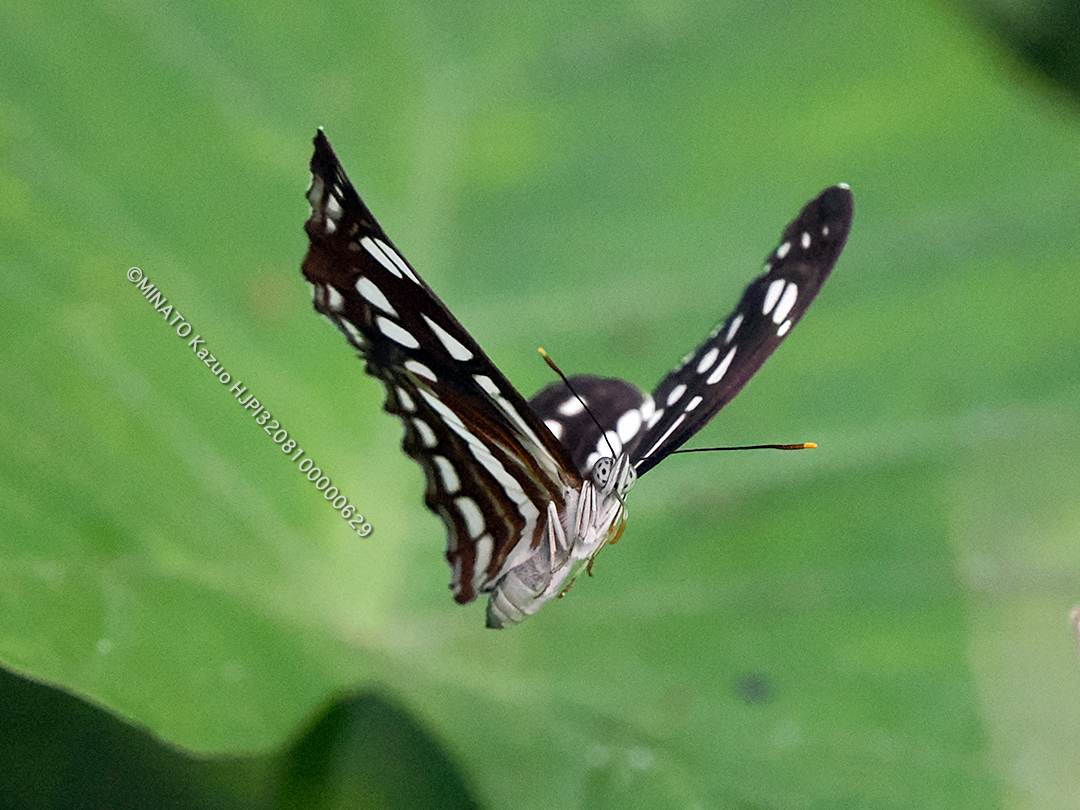 リュウキュウミスジ