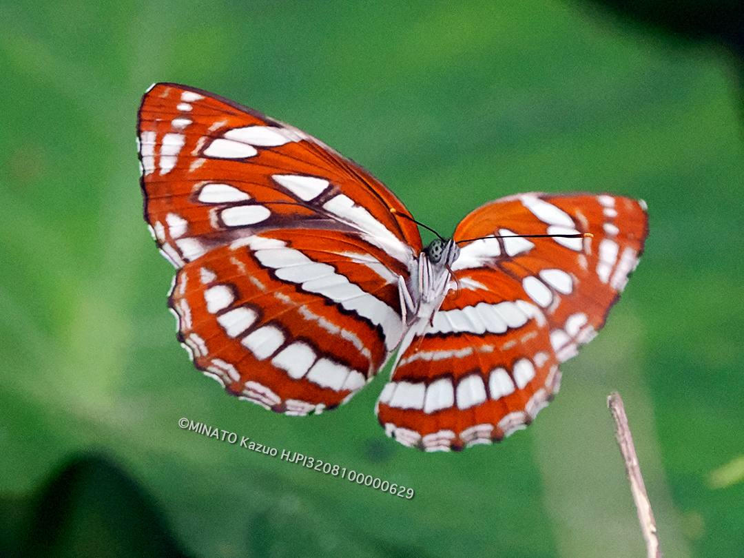 リュウキュウミスジ