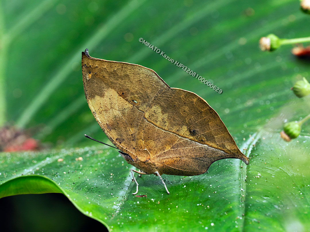 コノハチョウ（ノートリミング）