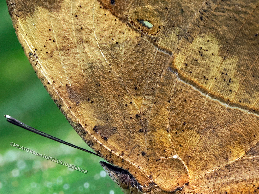 コノハチョウ（ピクセル等倍トリミング）