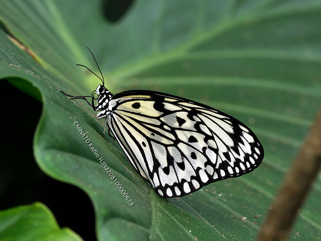 オオゴマダラ（ノートリミング）