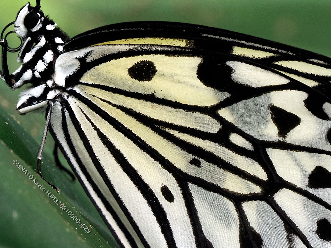 オオゴマダラ（ピクセル等倍トリミング）