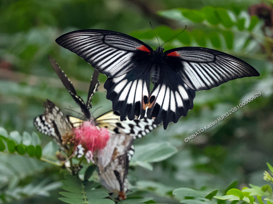ナガサキアゲハ雌とオオゴマダラ