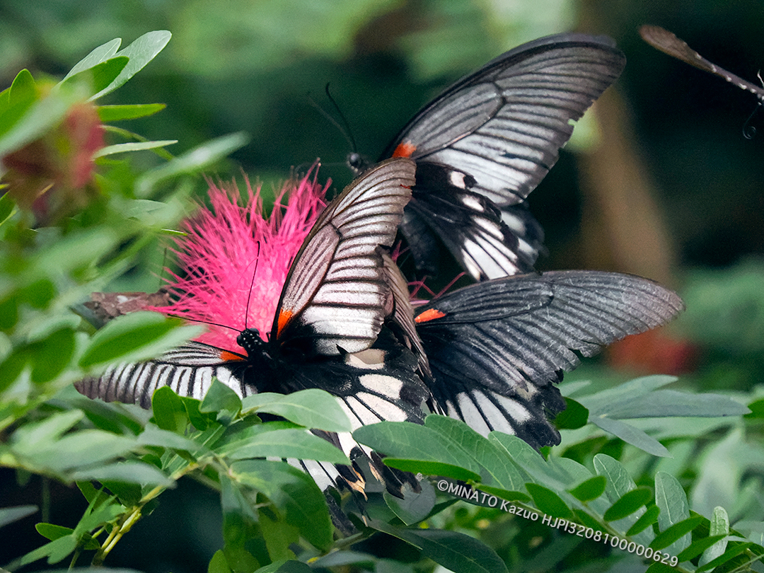 ナガサキアゲハ雌