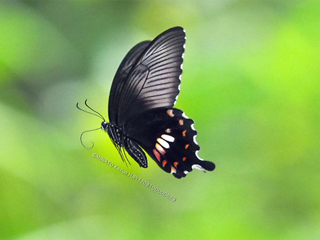 シロオビアゲハI型