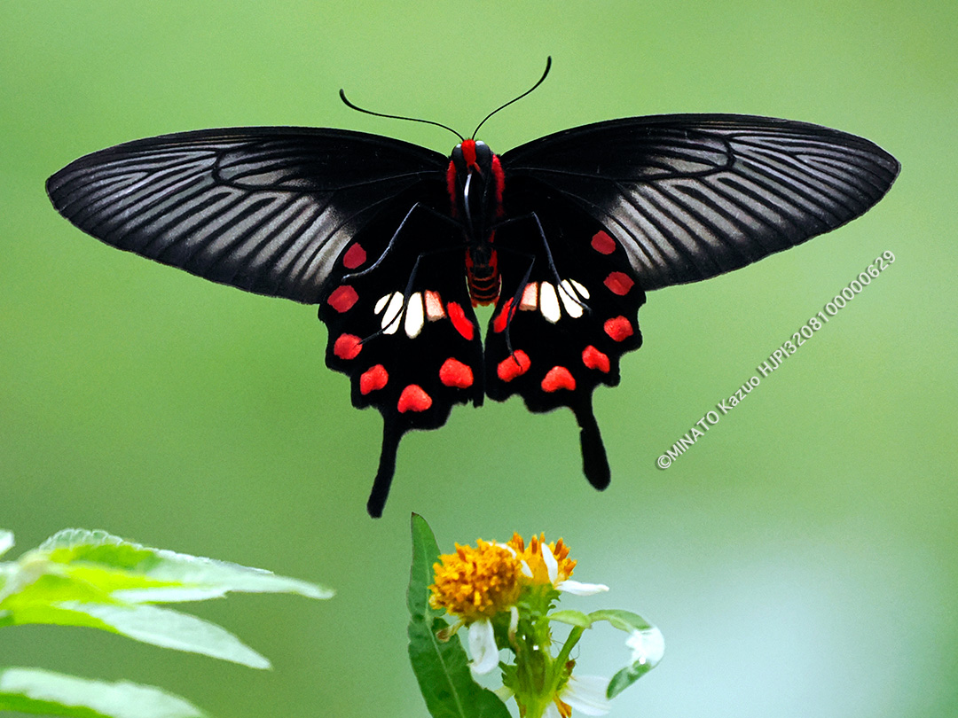 ベニモンアゲハ