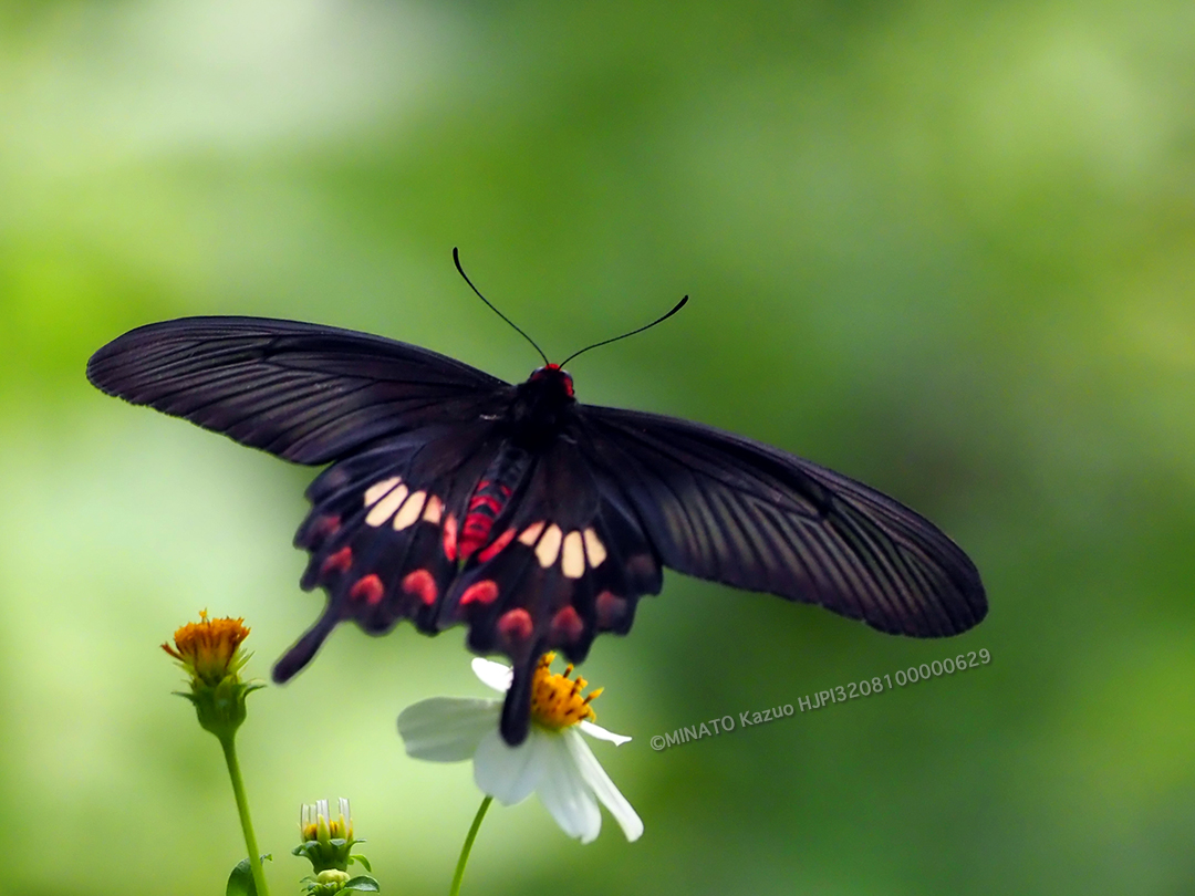 ベニモンアゲハ