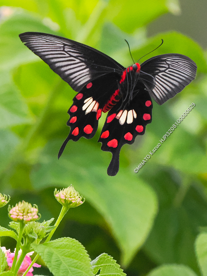 ベニモンアゲハ