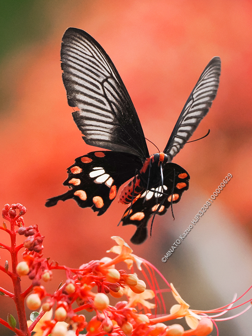 ベニモンカゲハ