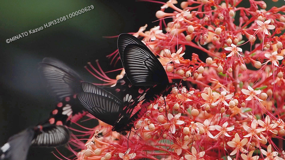 ベニモンアゲハ（動画より切り出し）