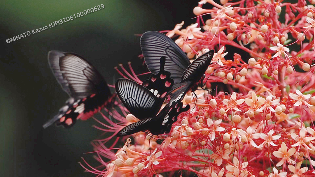 ベニモンアゲハ（動画より切り出し）