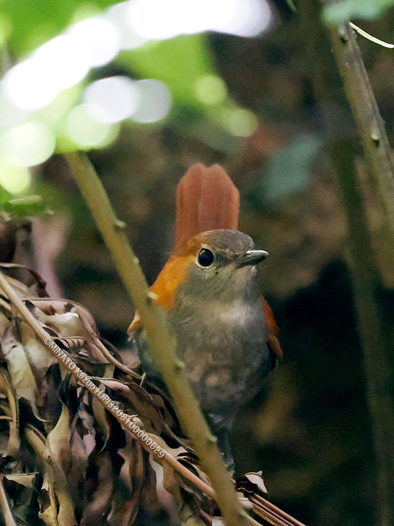 ホントウアカヒゲ雌