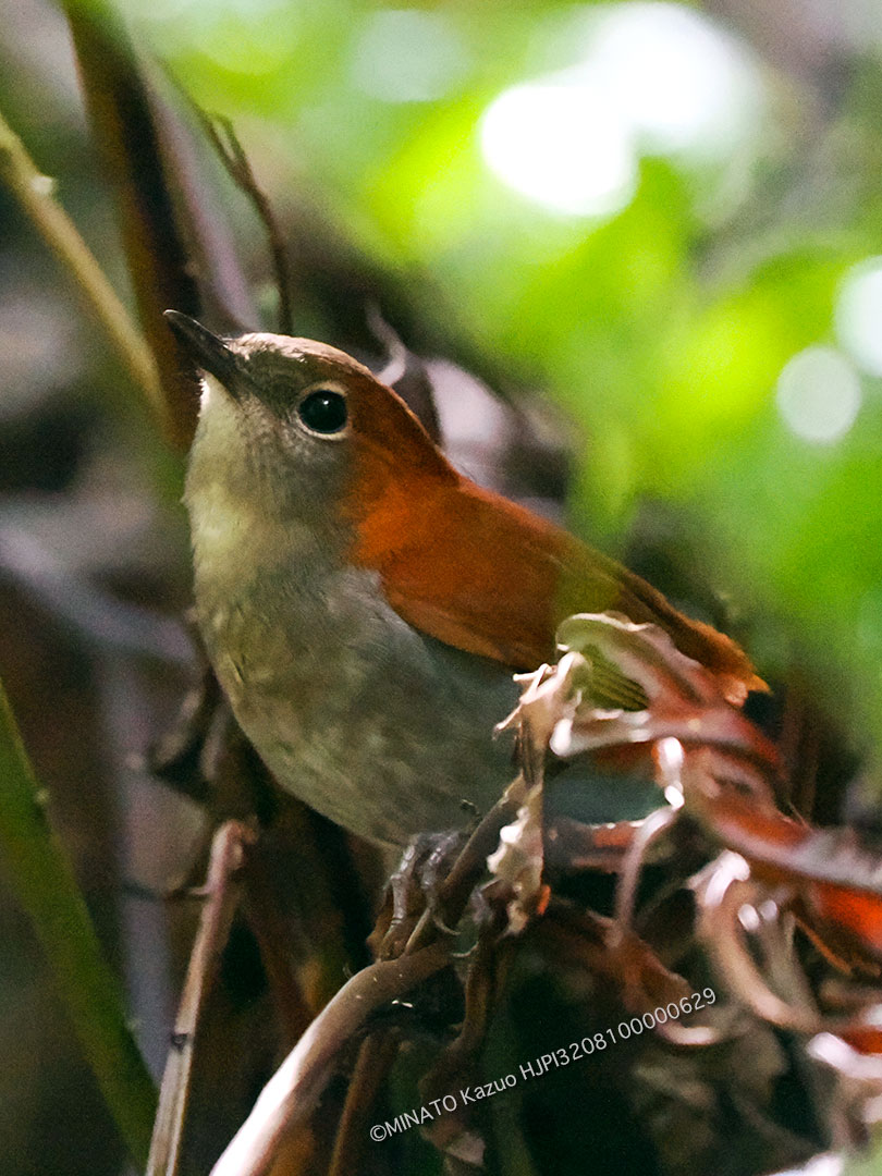 ホントウアカヒゲ雌
